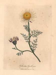 Biało-żółty rumianek hiszpański, Anthemis pyrethrum, z botanicznej ilustracji autorstwa Jamesa Sowerby