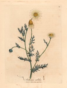 Rumianek o białych i żółtych kwiatach, Anthemis nobilis, z botanicznej ilustracji autorstwa Jamesa Sowerby