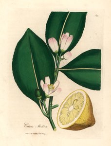 Segment białych kwiatów i dojrzałych owoców drzewa cytrynowego, Citrus medica, z botanicznej ilustracji autorstwa Jamesa Sowerby