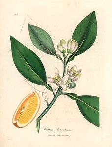 Segment białego kwiatu i dojrzałych owoców drzewa pomarańczowego, Citrus aurantium, z botanicznej ilustracji autorstwa Jamesa Sowerby