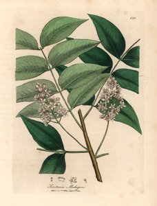 Białe drzewo mahoniowe, Swietenia mahogani, z botanicznej ilustracji Jamesa Sowerby