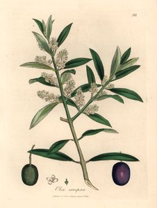 Europejskie drzewo oliwne o białych kwiatach z owocami, Olea europaea, z botanicznej ilustracji autorstwa Jamesa Sowerby