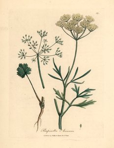 Anyż o białych kwiatach, Pimpinella anisum, z botanicznej ilustracji autorstwa Jamesa Sowerby