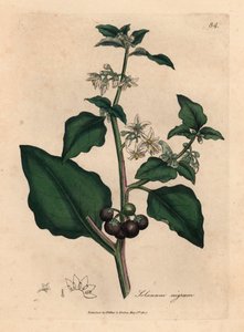 Białe kwiaty, czarna jagoda, wilcza jagoda, Solanum nigrum, z botanicznej ilustracji autorstwa Jamesa Sowerby z William Woodville i Sir William Jackson Hooker