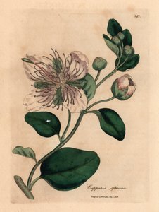 Krzew kaparów białych, Capparis spinosa, z botanicznej ilustracji Jamesa Sowerby