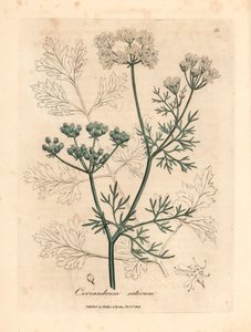 Kolendra o białych kwiatach, Coriandrum sativum, z botanicznej ilustracji autorstwa Jamesa Sowerby