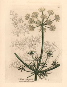Olbrzymi koper włoski o białych kwiatach lub asafetida, Ferula assafoetida, z botanicznej ilustracji autorstwa Jamesa Sowerby z William Woodville i Sir William Jackson Hooker