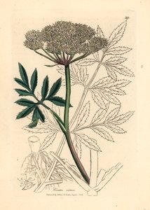 Cykuta wodna o białych kwiatach, Cicuta virosa , z botanicznej ilustracji autorstwa Jamesa Sowerby