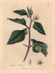 Wiśnia zimowa o białych kwiatach, Physalis alkekengi, z botanicznej ilustracji autorstwa Jamesa Sowerby