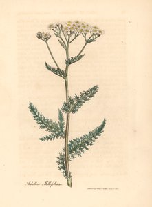 Krwawnik pospolity lub krwawnik pospolity, Achillea millefolium, z botanicznej ilustracji autorstwa Jamesa Sowerby
