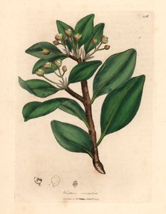 Kora zimowa, Wintera aromatyczna, Drimys winteri, z botanicznej ilustracji Jamesa Sowerby