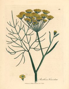 Koper włoski o żółtych kwiatach, Anethum foeniculum, z botanicznej ilustracji autorstwa Jamesa Sowerby