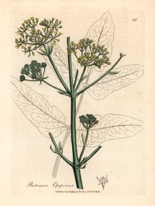 Opopanaks o żółtych kwiatach lub pasternak pospolity, Pastinaca opopanax, z botanicznej ilustracji autorstwa Jamesa Sowerby