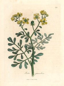 Ruta o żółtych kwiatach, Ruta graveolens, z botanicznej ilustracji Jamesa Sowerby