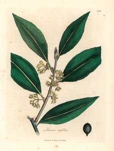 Liście laurowe o żółtych kwiatach, Laurus nobilis, z botanicznej ilustracji autorstwa Jamesa Sowerby z William Woodville i Sir William Jackson Hooker