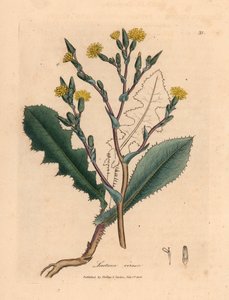 Dzika sałata o żółtych kwiatach, Lactuca virosa, z botanicznej ilustracji autorstwa Jamesa Sowerby z William Woodville i Sir William Jackson Hooker
