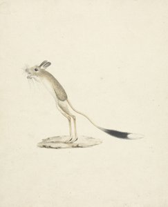 Jerboa nr 4 (wc nad grafitem na papierze) autorstwa James 1730 94 Bruce