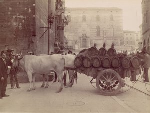 Wóz z wołami, Perugia, lata 80. XIX wieku.