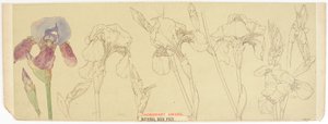 Studia botaniczne, 1900-30 (wc na papierze) autorstwa James Atherton