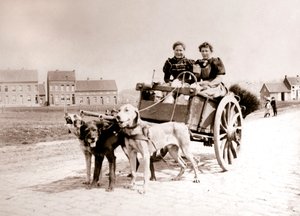 Psy ciągnące kobiety na wozie, Antwerpia, 1898.