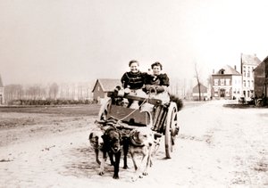 Psy ciągnące kobiety na wozie, Antwerpia, 1898.