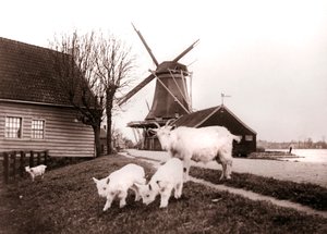 Kozy, Laandam, Holandia, 1898. autorstwa James Batkin