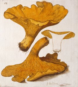 Pieprznik autorstwa James Bolton