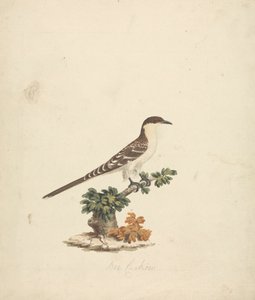 Pszczoła Kukułka autorstwa James Bruce