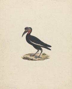 Bocorvus abyssinicus (dzioborożec abisyński) autorstwa James Bruce