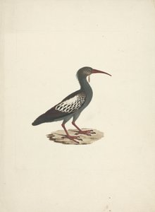 Bostrychia carunculata (Ibis koralowy) autorstwa James Bruce