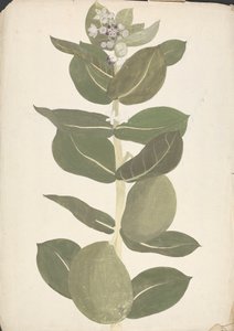 Calotropis procera (Ait.) Ait. F. (Jabłko Sodomy, Drzewo uszne): gotowy rysunek kwitnącej i owocującej rośliny