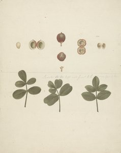 Commiphora gileadensis (L.) C. Chr. (Balm of Gilead, Opobalsam): gotowy rysunek owoców, rozciętych owoców i liści autorstwa James Bruce