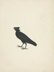 Corvs crassirostris (kruk grubodzioby) autorstwa James Bruce