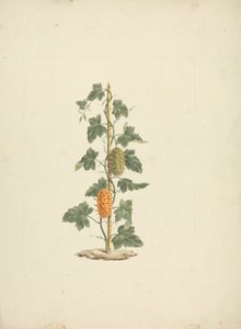 Cucumis metuliferus Naud (dziki ogórek): gotowy rysunek autorstwa James Bruce