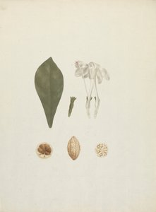 Gardenia ternifolia Schum.& Thonn. (Jovis-Tonantis): gotowy rysunek z dodatkowymi szczegółami owoców autorstwa James Bruce