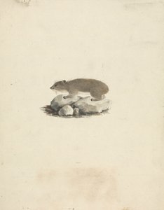Heterohyrax brucei (żółtoplamisty góralek skalny) autorstwa James Bruce