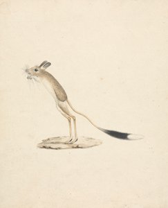 Skoczek pustynny