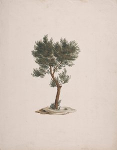Juniperus procera Endl. (African Pencil Cedar): gotowy rysunek pokroju drzew autorstwa James Bruce