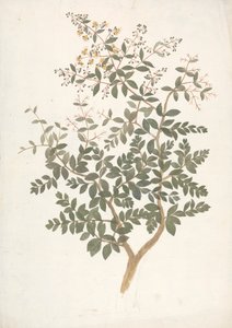 Lawsonia inermis L. (Henna): gotowy rysunek kwitnącego pędu liściastego