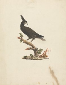 Lophaetus occipitalis (orzeł długoczuby) autorstwa James Bruce