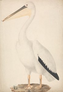 Pelecanus onocrotalus (wielki biały pelikan) autorstwa James Bruce