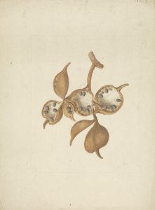 Sterculia africana (Lour.) Fiori: gotowy rysunek łodygi ze strąkami nasiennymi, niektóre otwarte z widocznymi nasionami autorstwa James Bruce