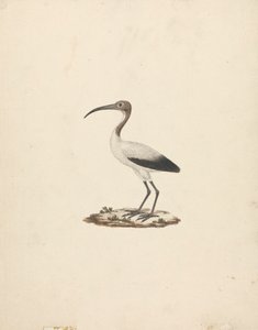 Threskiornis ethiopicus (afrykański ibis święty) autorstwa James Bruce