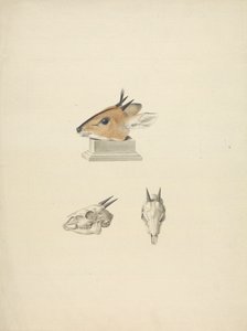 Niezidentyfikowany Madoqua (Dik-dik): badanie głowy i czaszki autorstwa James Bruce
