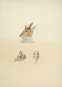 Niezidentyfikowany Madoqua (Dik-dik): badanie głowy i czaszki autorstwa James Bruce