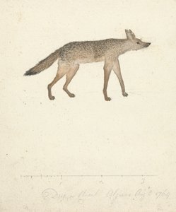 Wilk autorstwa James Bruce