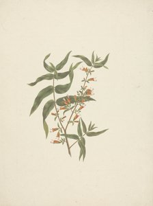 Woodfordia uniflora (A. Rich.) Koehne: gotowy rysunek kwitnącego pędu autorstwa James Bruce
