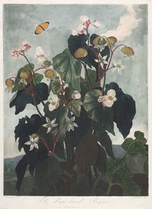 Świątynia Flory, czyli Ogród Natury: Begonia Liściasta Obique