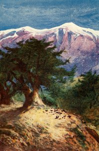 Cedry Libanu - Mat. XII. 33, c1924. Twórcy: James Clark, Henry A Harper.