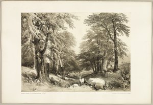 Buki w Arundale Park, z The Park and the Forest autorstwa James Duffield Harding